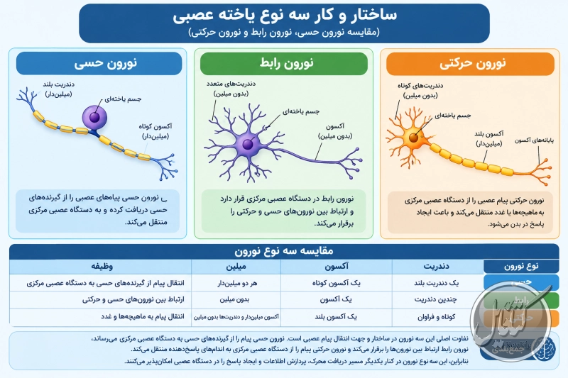 ساختار و کار سه نوع یاخته عصبی
