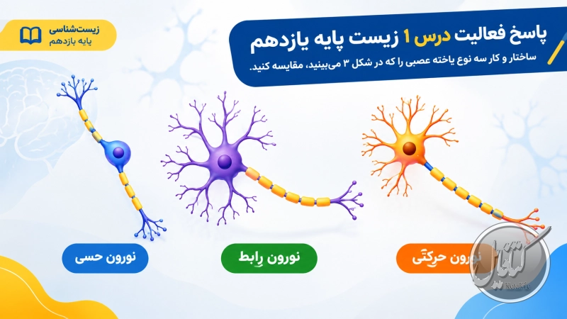 پاسخ فعالیت درس 1 زیست پایه یازدهم : ساختار و کار سه نوع یاخته عصبی را که در شکل ۳ میبینید، مقایسه کنید.