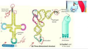 <span>۲۰ نکته کنکوری درس پروتئین سازی چهارم تجربی</span>